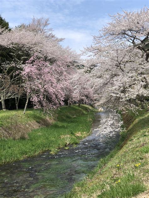 臥龍桜の花見・桜情報【2024】｜ウェザーニュー